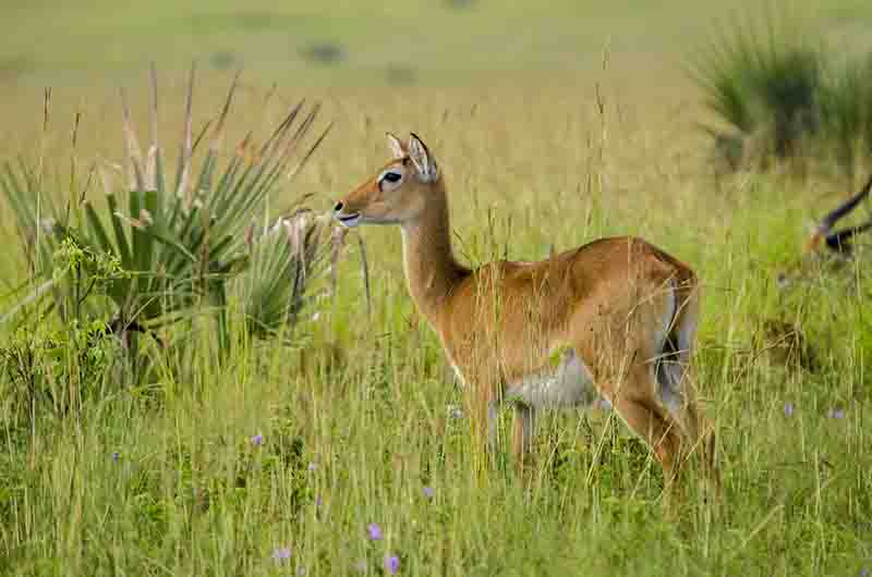 Antílope Impala - parque nacional de las cataratas Murchison - Uganda 2.jpg